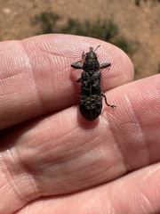 Isacantha dermestiventris