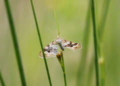 Xanthorhoe montanata
