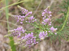 Comesperma confertum