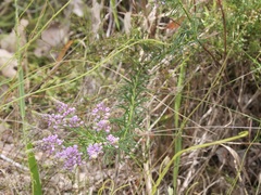Comesperma confertum