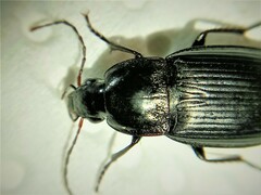 Calathus fuscipes