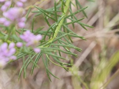 Comesperma confertum