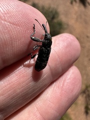 Isacantha dermestiventris