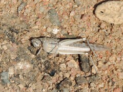 Schistocerca gregaria