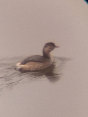 Tachybaptus ruficollis