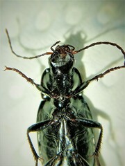 Calathus fuscipes