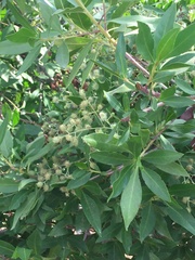 Conocarpus lancifolius