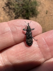 Isacantha dermestiventris