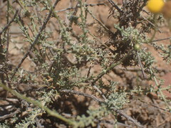Pentzia incana