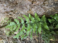 Asplenium lyallii