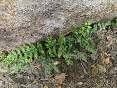 Asplenium lyallii