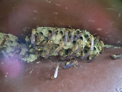 Liostenogaster varipicta