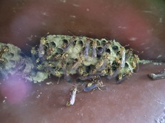 Liostenogaster varipicta