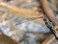 Teinobasis ruficollis