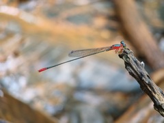 Teinobasis ruficollis