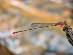 Teinobasis ruficollis