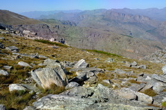 Askidiosperma insigne