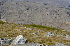 Askidiosperma insigne