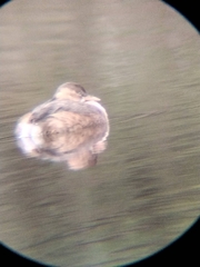 Tachybaptus ruficollis