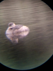 Tachybaptus ruficollis