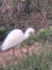 Egretta garzetta