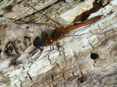 Sympetrum striolatum