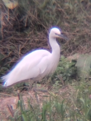 Egretta garzetta