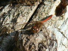 Sympetrum striolatum
