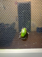 Anoplognathus punctulatus