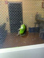 Anoplognathus punctulatus