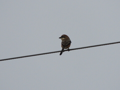 Lanius bucephalus