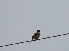 Lanius bucephalus