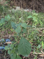 Achyranthes