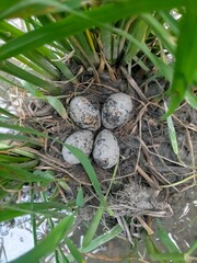 Rostratula benghalensis