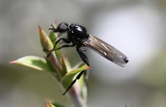 Dilophus nigrostigma