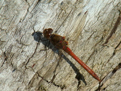 Sympetrum striolatum