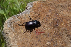 Carabus forreri