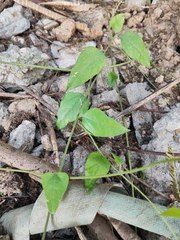 Cocculus orbiculatus