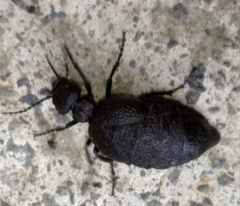 Meloe rugosus