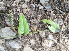 Cocculus orbiculatus