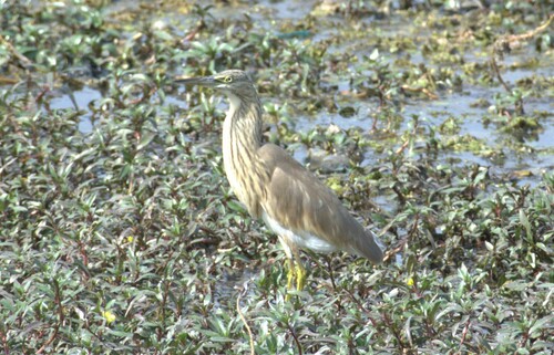 Squacco Heron