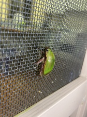 Anoplognathus punctulatus