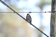 Muscicapa adusta adusta