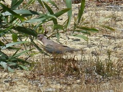 Streptopelia senegalensis senegalensis