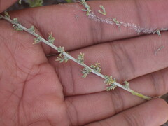 Pentzia incana