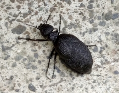 Meloe rugosus