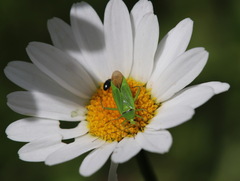 Calocoris alpestris