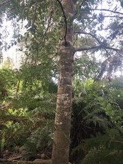 Atherosperma moschatum