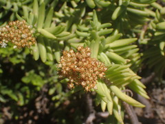 Crassula tetragona