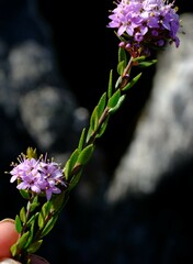Agathosma marlothii